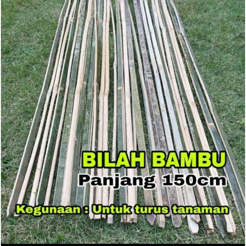 

Bambu Ajir Atau Bambu Bilah Tinggi 150 cm, Harga Di Bawah Buat Satu Bilah