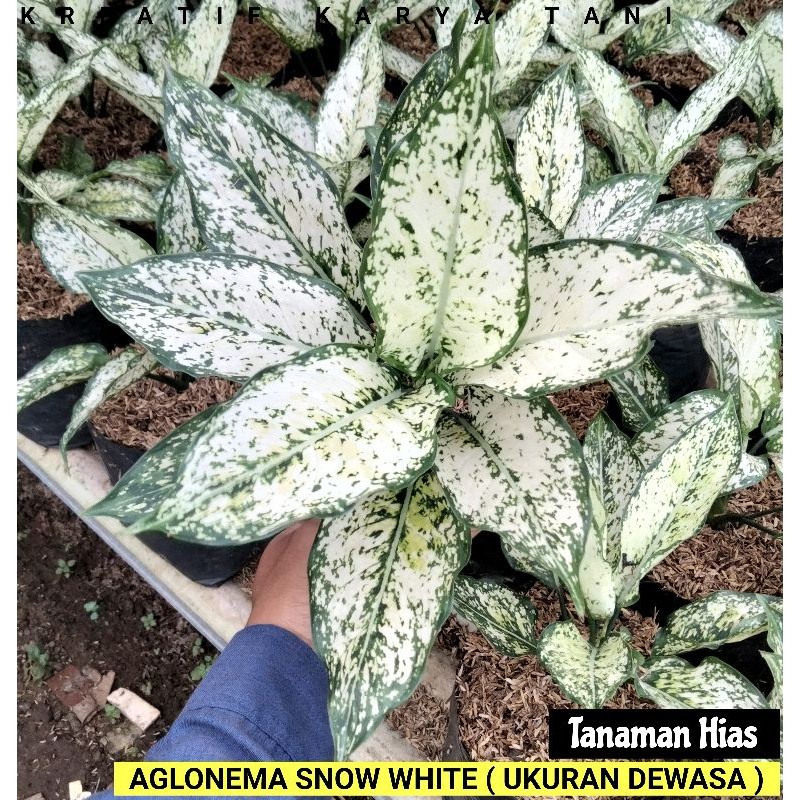 Aglonema Snow White Ukuran DEWASA - Aglonema snow white