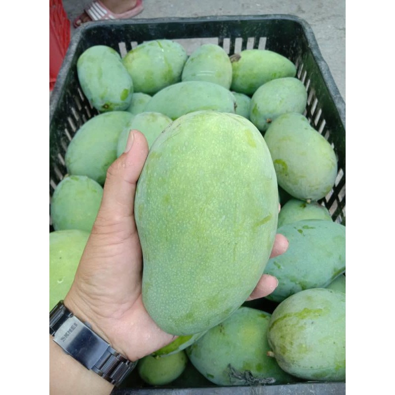 

PROMO AMBYAR mangga gadung/mangga klonal/mangga alpukat TERMURAH