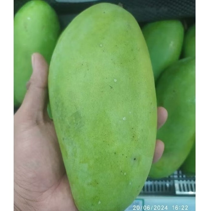 

TEBUS MURAH Buah Mangga Kiojay Thailand / Mangga Thailand Kiojay TERBAIK