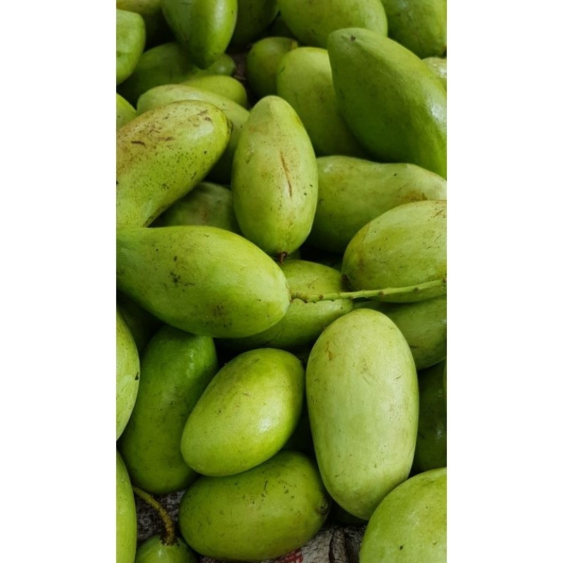 

TEBUS MURAH Mangga muda 1kg TERBAIK