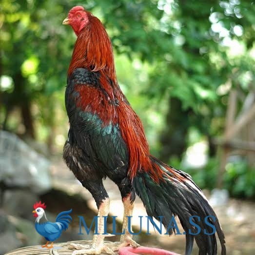 

FERTIL TELUR TETAS Telur ayam bangkok pakhoy petarung aduan fertil siap ditetaskan