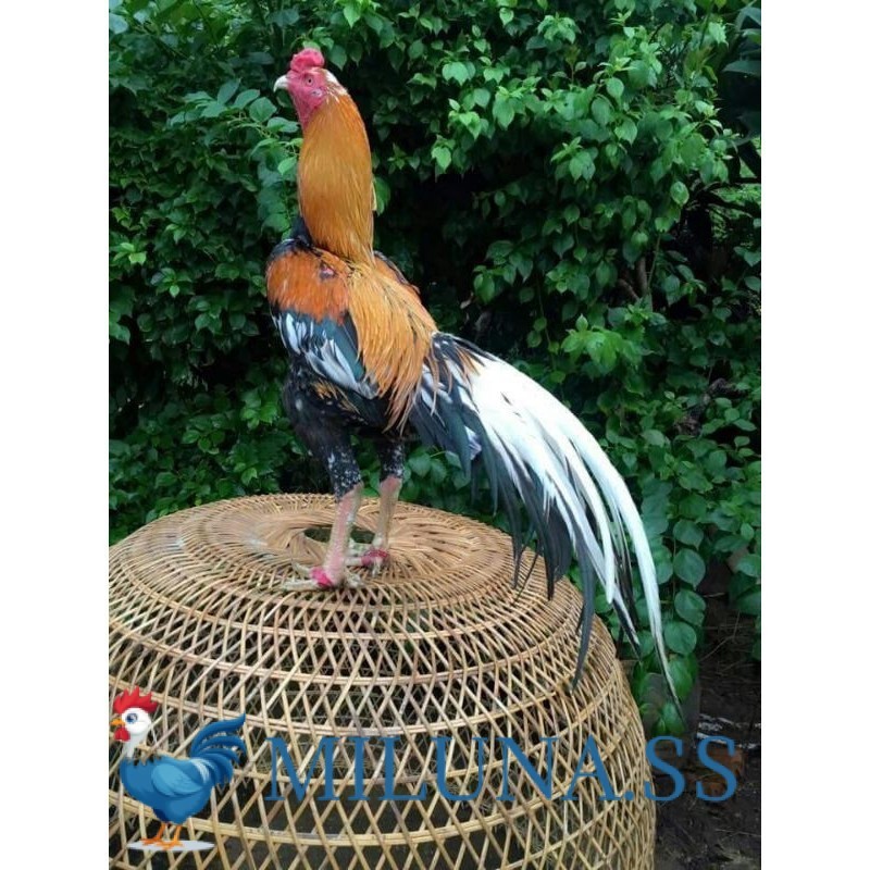 

FERTIL TELUR AYAM BANGKOK EKOR LIDI FRESH (JAMIN )