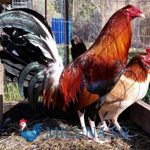 FERTIL TELUR AYAM hias pilipin  untuk ditetaskan Langsung