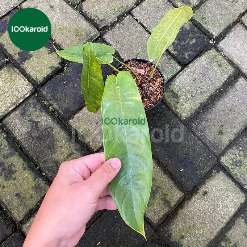 Tanaman Hias Philodendron Sharoniae | Philo Sharoniae Ekonomis