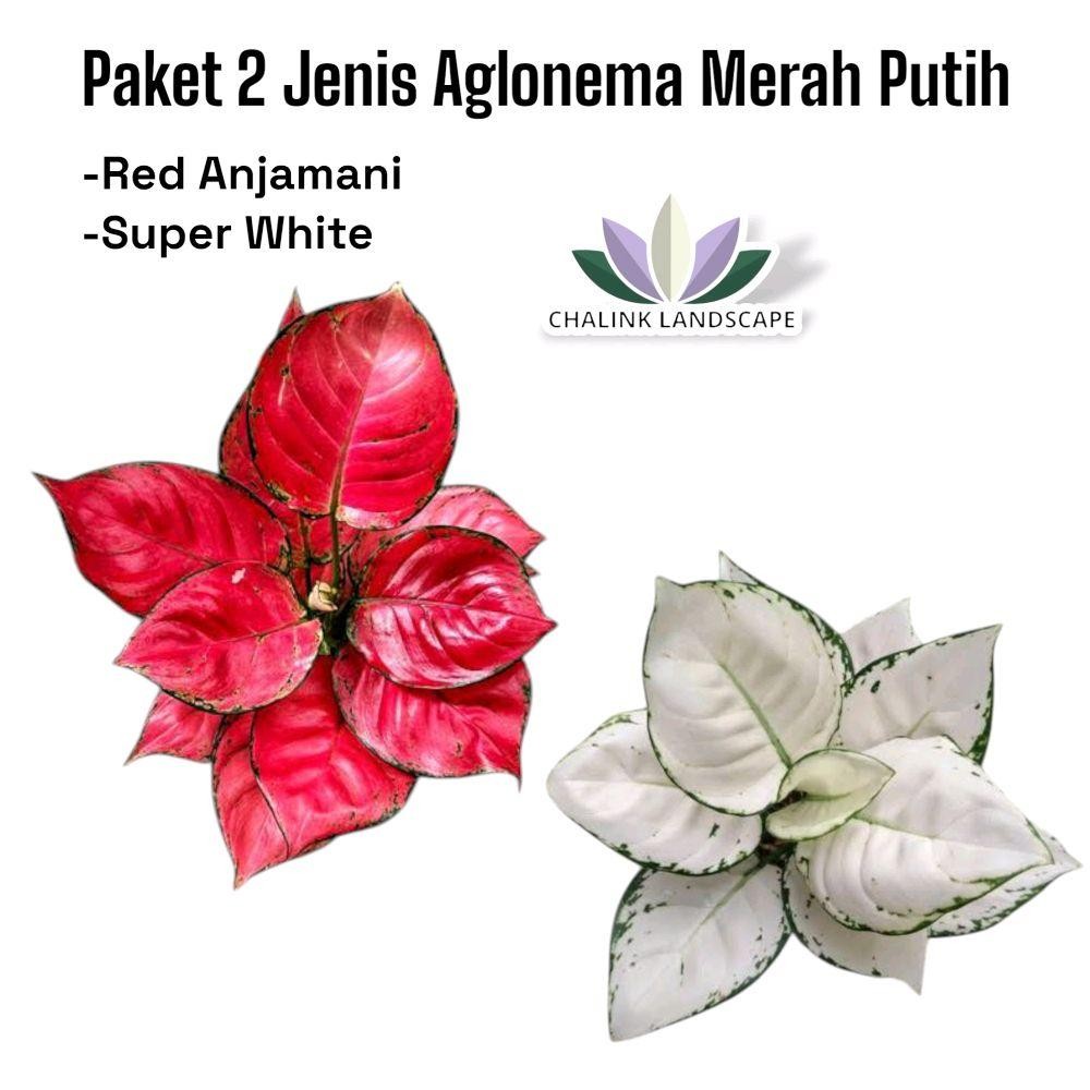 Paket Hemat 2 Jenis Tanaman Aglonema - Aglonema Dud anjamani dan aglonema Super White