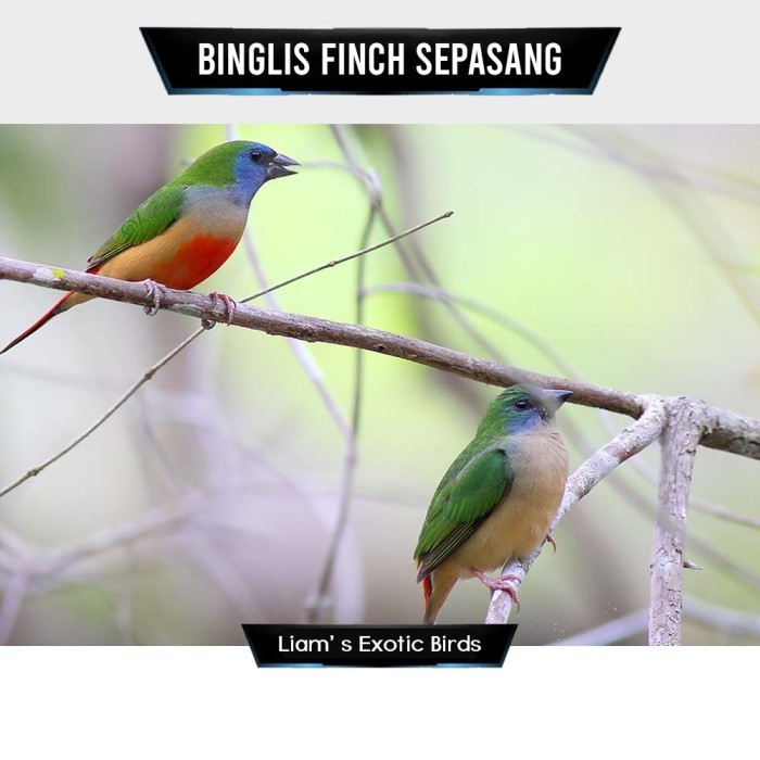 Binglis Finch Sepasang