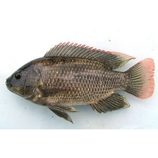 

Ikan Mujaer 500gr