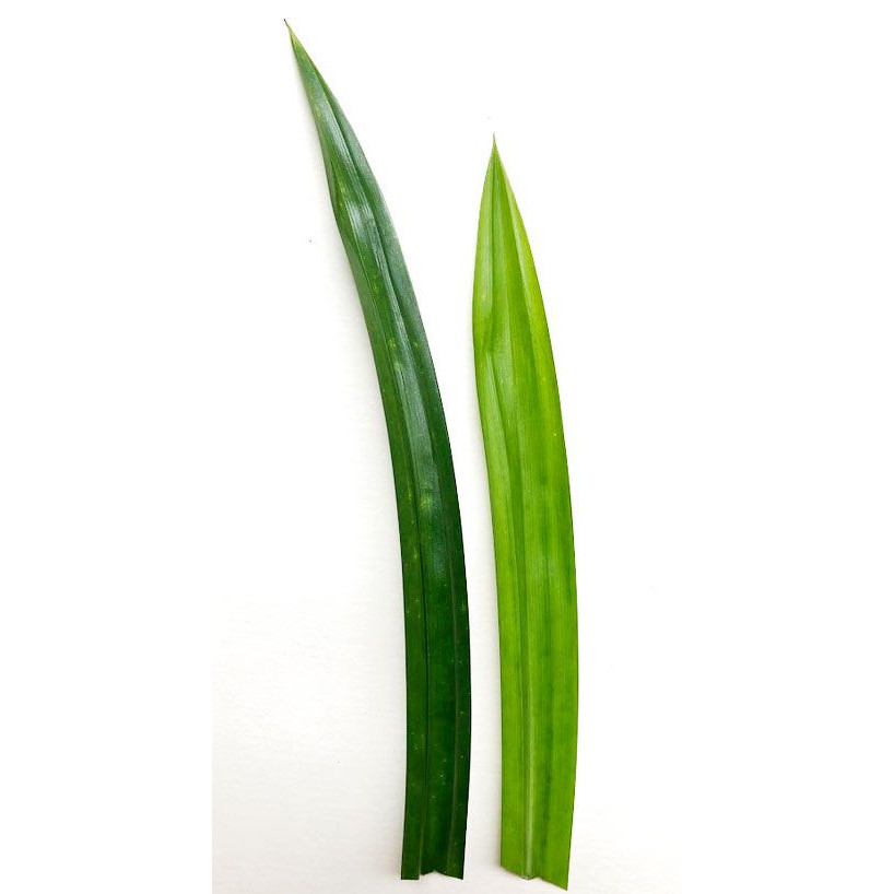 

Daun Pandan