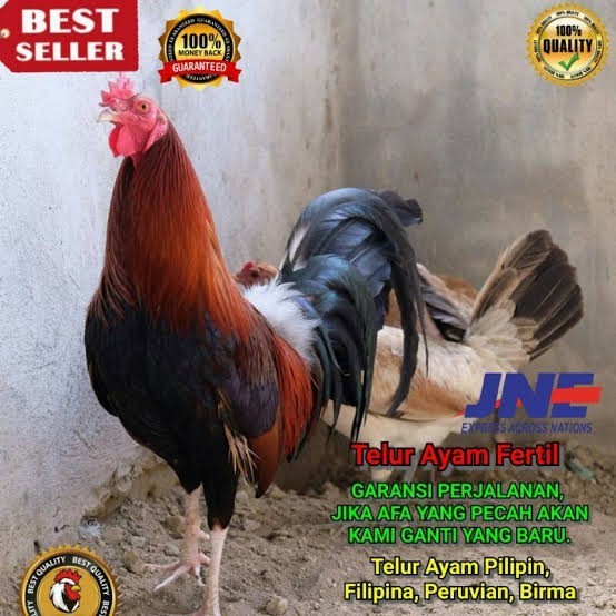 Fertil Telur ayam hias pilipin fertil siap ditetaskan Langsung