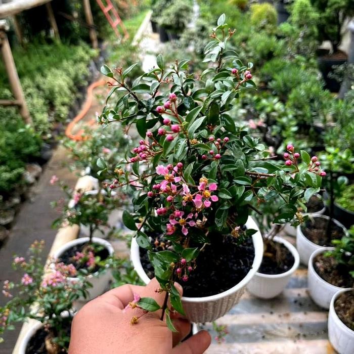 tanaman hias bunga sakura micro bahan bonsai belum jadi bonsay