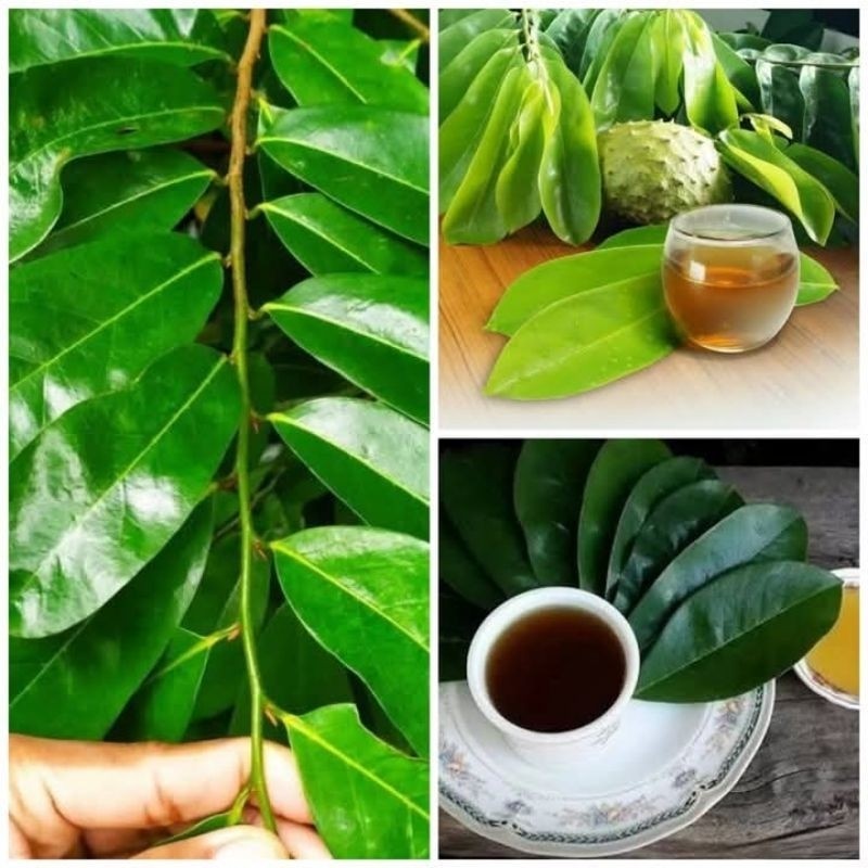 

jual 100lembar daun sirsak segar dan banyak hasiatnya H. O. A