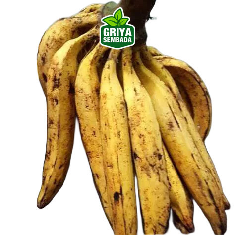 

Instant PISANG TANDUK 1PCS Griya Sembada