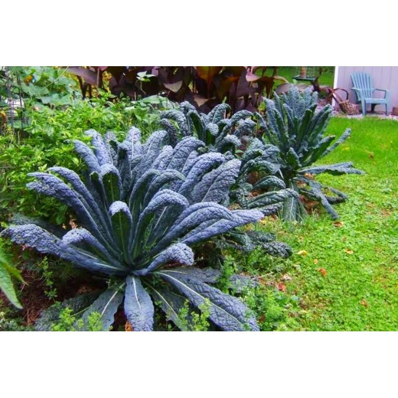 25 Biji - Benih Kale Nero CAVOLO LACINIATO - Bibit Tanaman Sayur Sayuran Daun Kale Kale Super