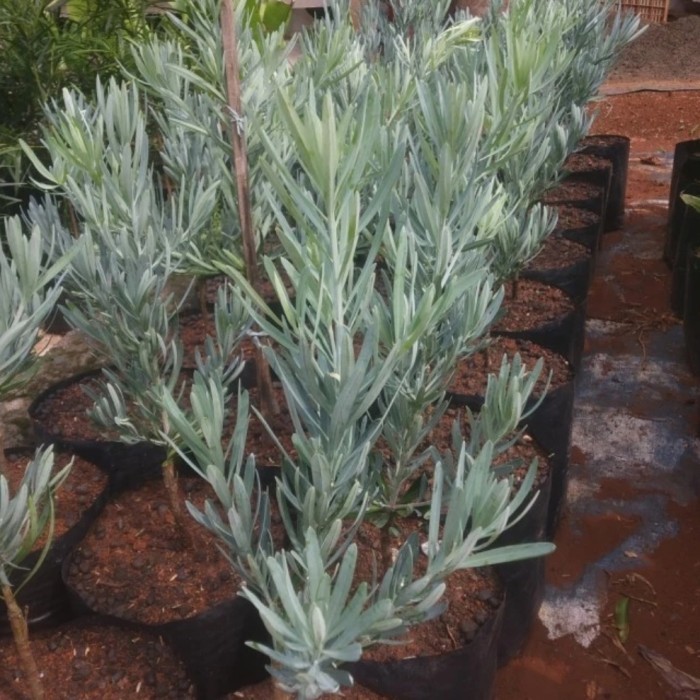 pohon lohansung blue ice ori // lohansung blue