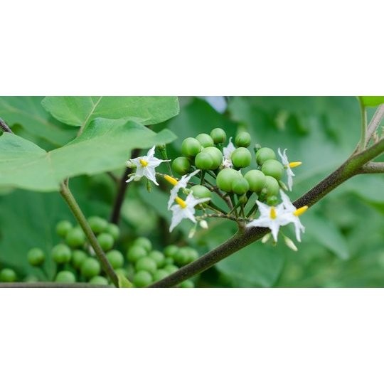 

JUAL Buah Takokak segar 100 gram .