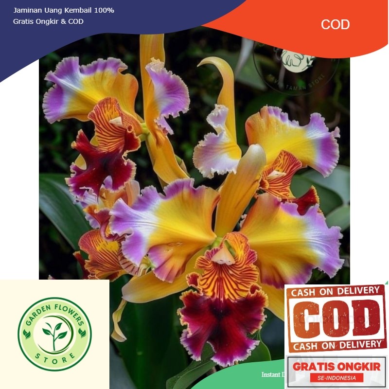 tanaman hias anggrek dendrobium yellow sapphire // anggrek dendrobium // bibit anggrek siap berbunga