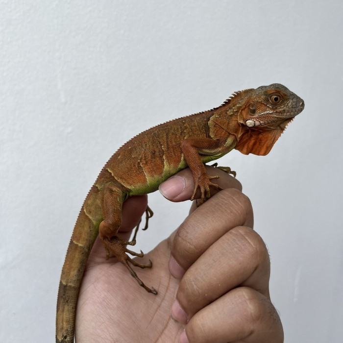 SALE -super red iguana - Uk 40