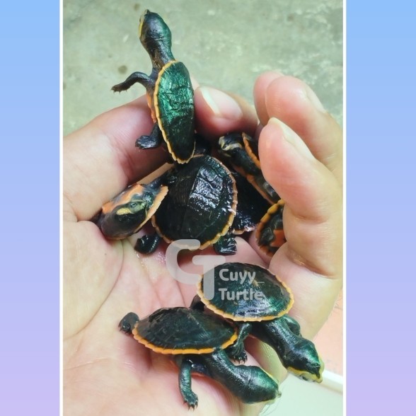 SALE -KURA KURA AIR Dada Merah Super Pedas Cerah