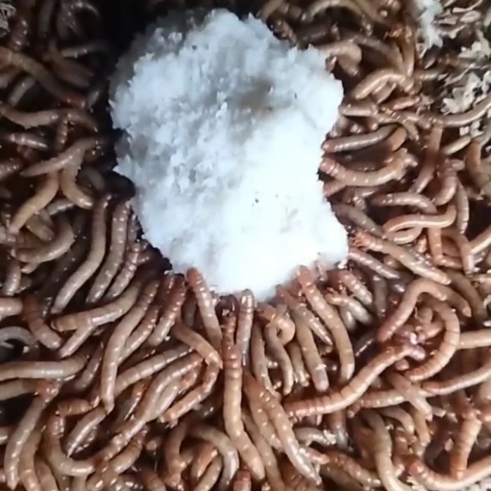 SALE -ulat hongkong hidup 1kg - 1000 gram