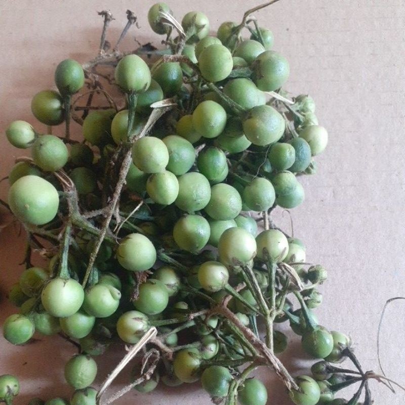 

buah cepokak segar dadakan 500gr