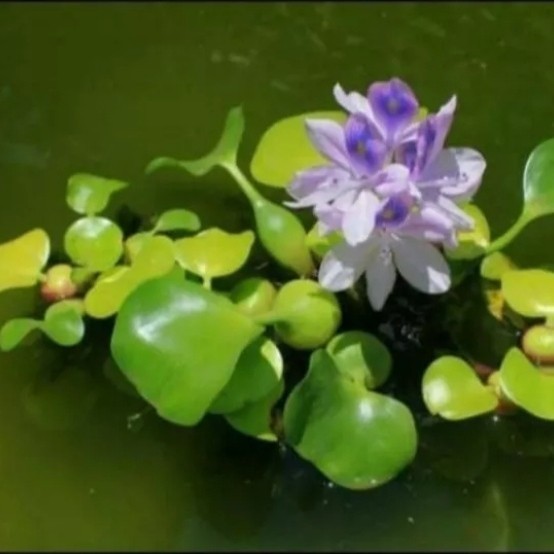 

Tanaman hias Eceng Gondok Tanaman air Akuarium