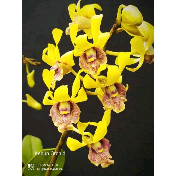 Tanaman Dendrobium Imelda Marina Masagung