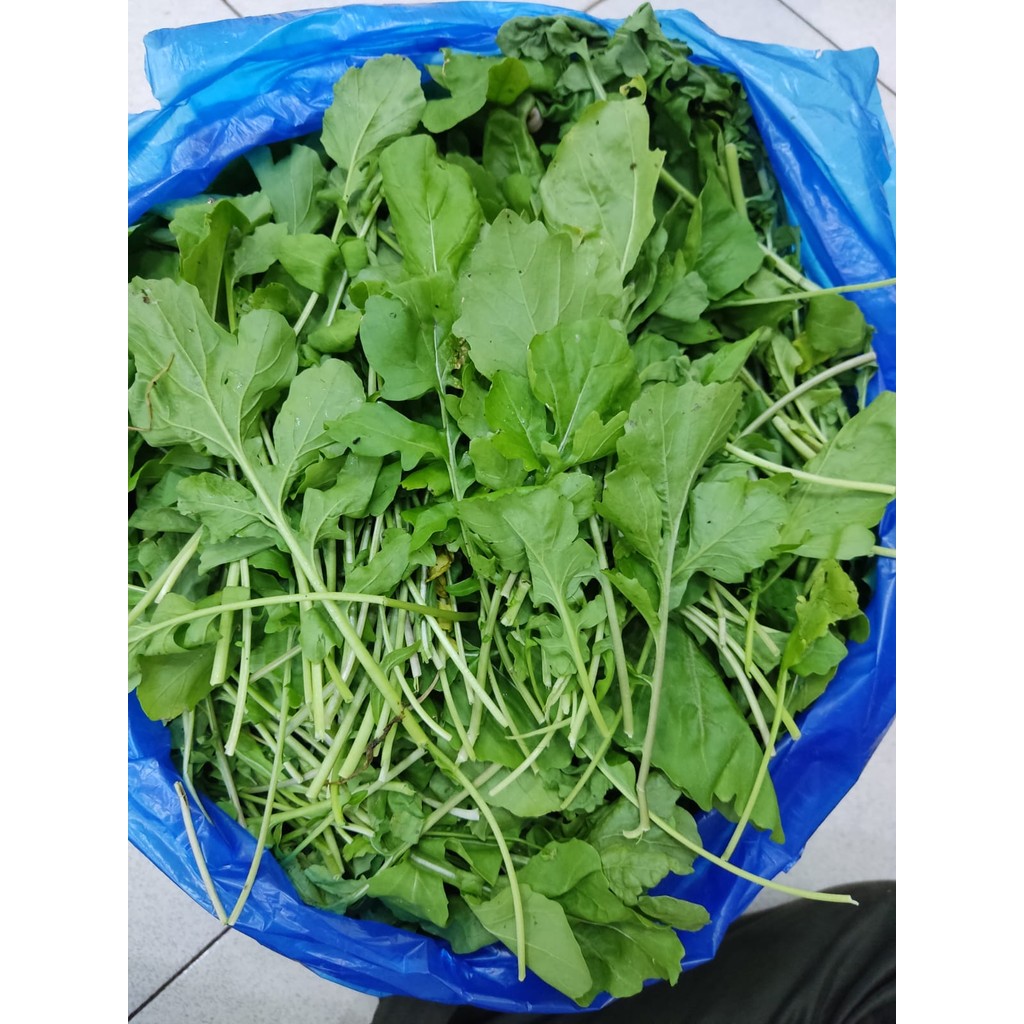 

ASBA SAYUR JARJIR 200GR