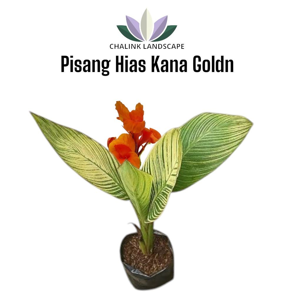 Tanaman Hias Pisang Kana Goldn / Pisang Kana Goldn Kalatea / Tanaman Pisang pisangan  Alami / Kalate
