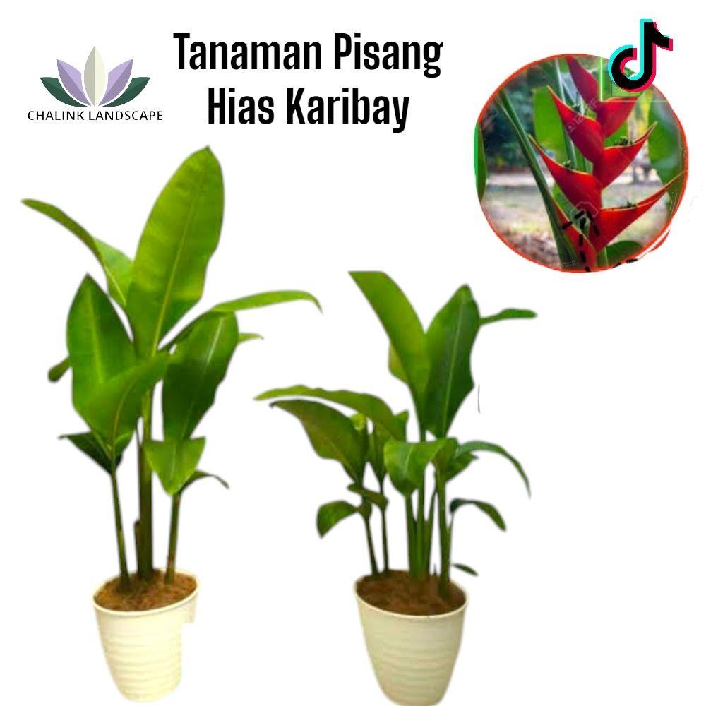 Tanaman Pisang Hias Karibay / Pisang Kalatea Karibay / Tanaman Pisang pisangan / Kalatea Pisang pisa