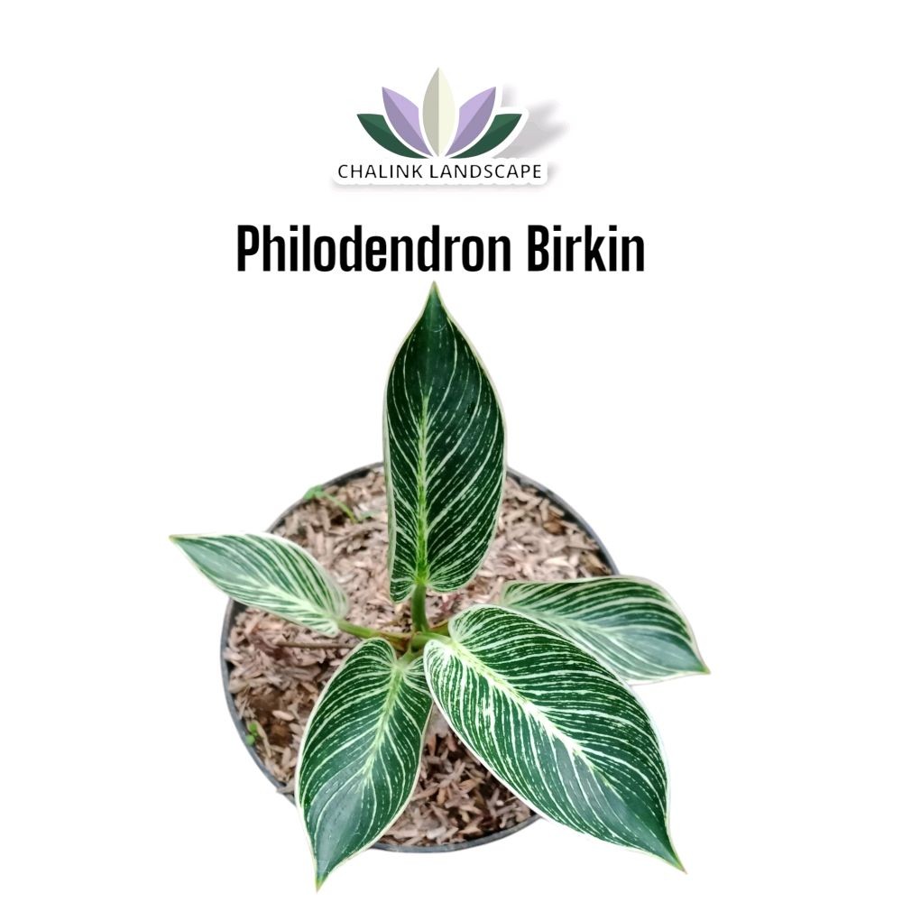 Philodendron Birkin - Tanaman Hias Aglonema Birkin - Aglo Birkin - Tanaman Philodendron Birkin Daun