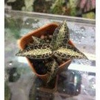 Jawel orchid Godyera snaks/ tanaman hias jawel orchid mini anakan