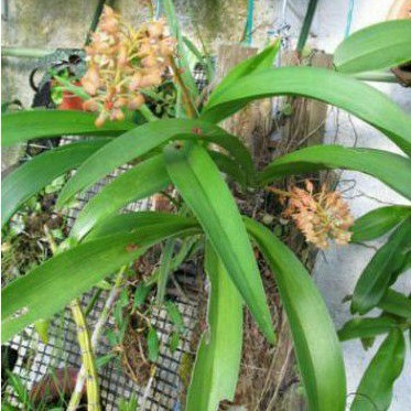 Anggrek hias liparis hutan spike siap berbungga 3 batang