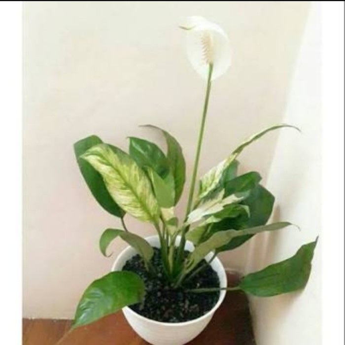 Tanaman Indoor Peace Lily Varigata Jumbo Plus Pot dan Batu Hias - Pot Putih
