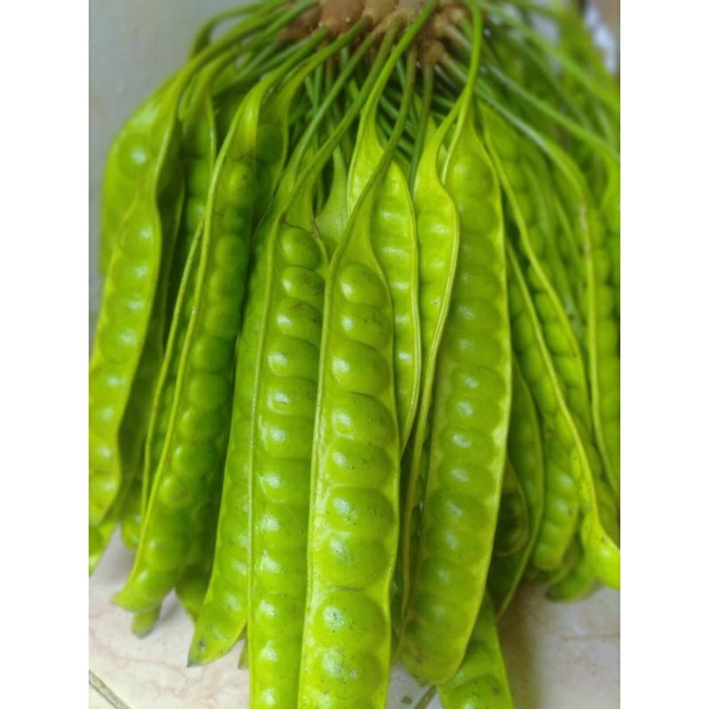 

TERLARIS PETE/PETAI TUA FRESH 1 PAPAN LONJOR BARU PETIK COD