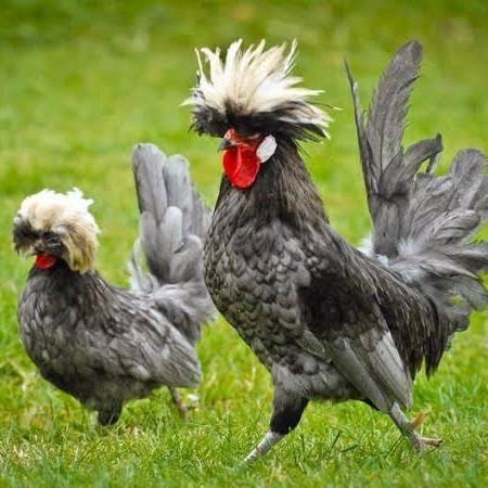 

Fertil Telur ayam poland / telur ayam hias / telur fertil siap cod