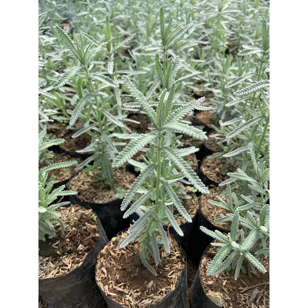 Tanaman Herbal Lavender French - Lavender Perancis Import - Lavandula Dentata