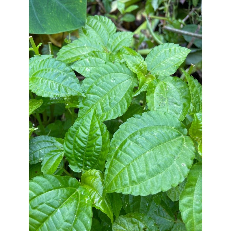 

Daun pohpohan segar petik langsung 1 kg murah