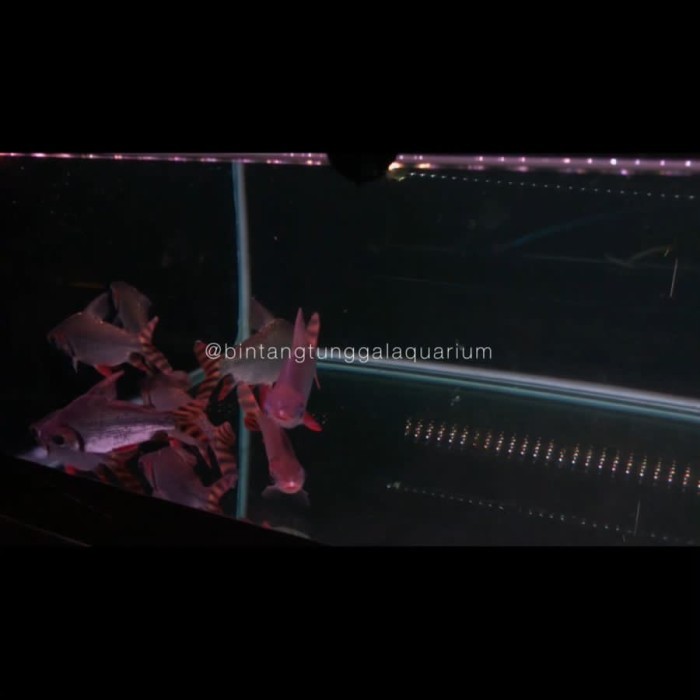 Red feifeng / American Flag Tail 16cm impor columbia