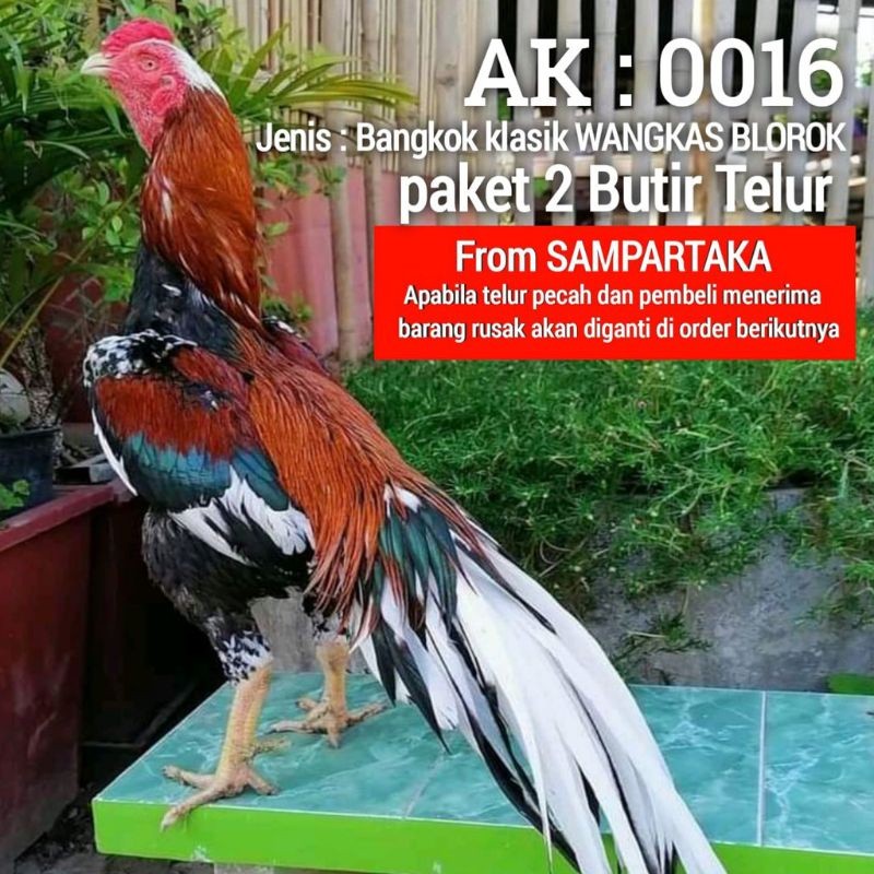 

telur fertil ayam Bangkok ekor lidy wangkas blorok