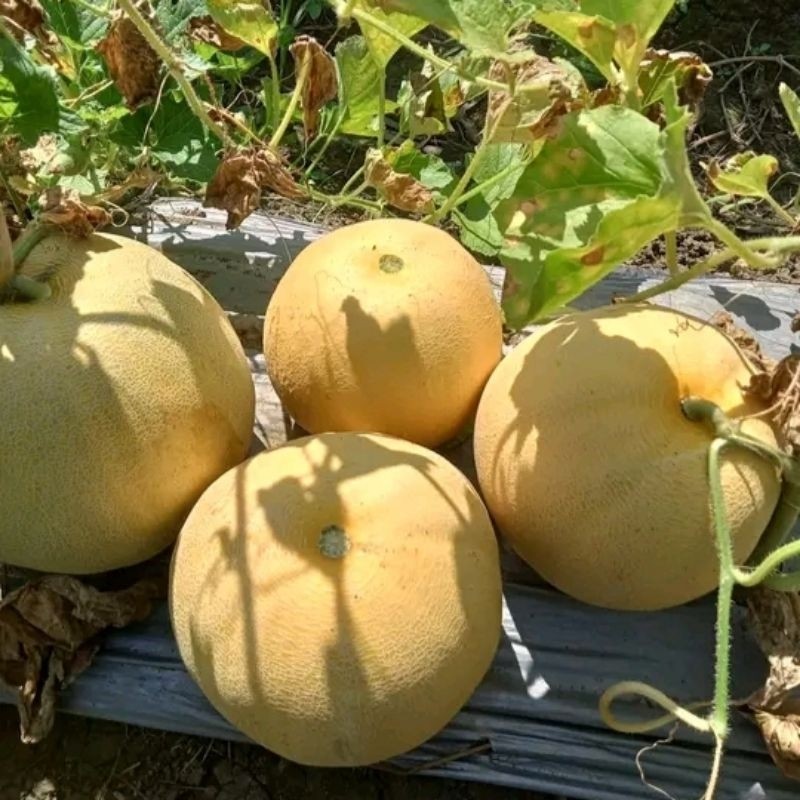 TERMURAH 150++ BENIH MELON PERTIWI HIBRIDA F1 BIBIT UNGGUL