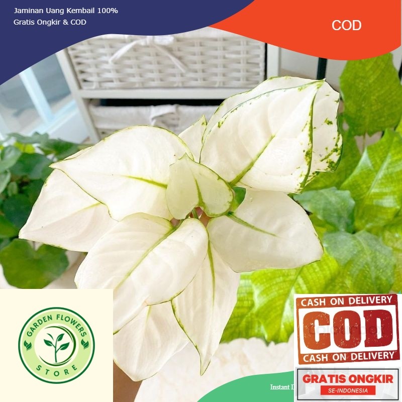 BIBIT TANAMAN HIAS AGLONEMA SUPER WHITE/ANAKAN AGLONEMA SUPER WHITE