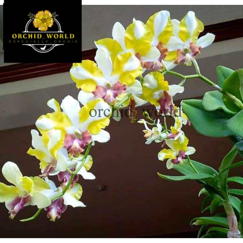 Anggrek Den King Dragon Yellow