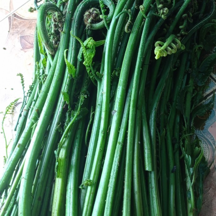 

Pakis sayur 1kg