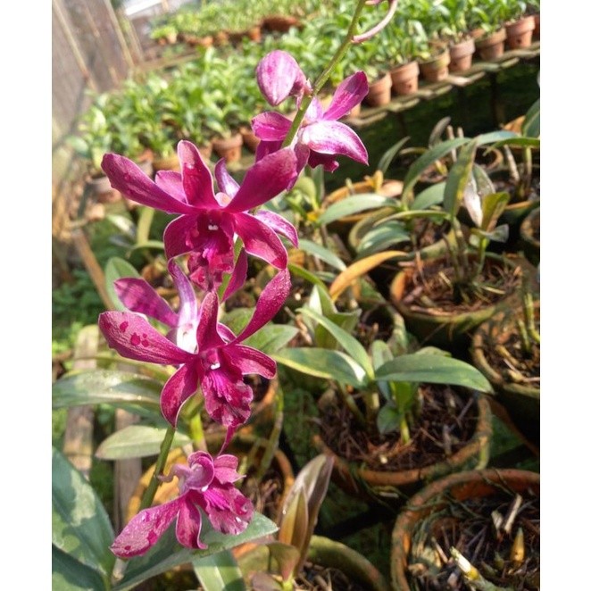 Tanaman Dendrobium Caesar Red