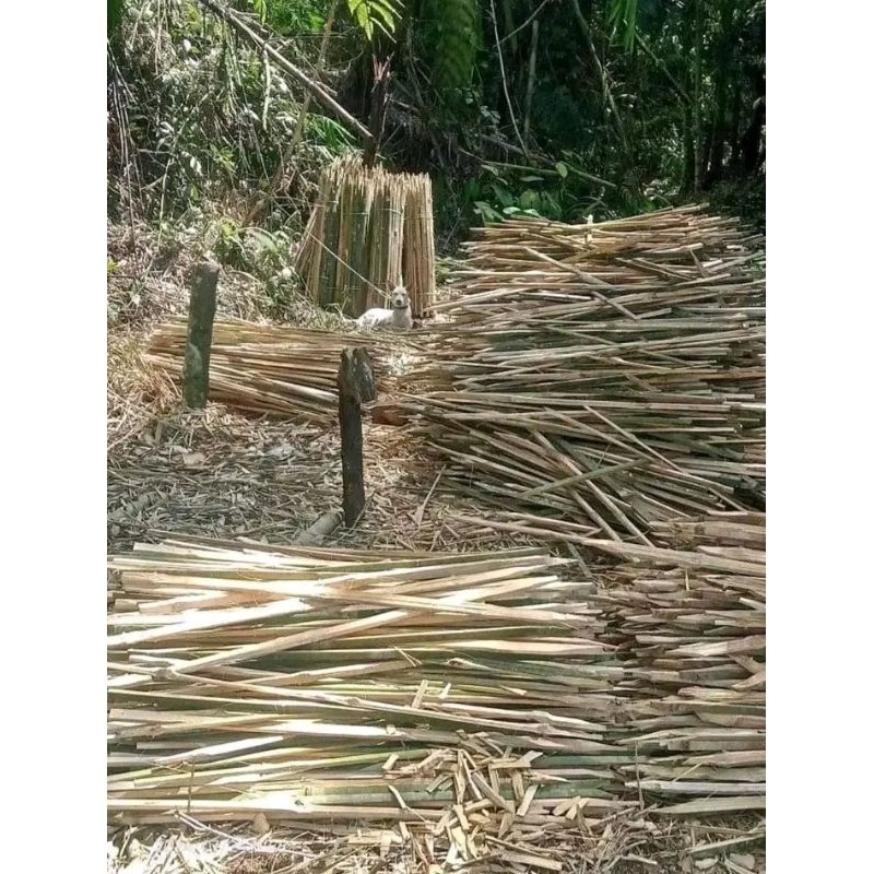

PAKET HEMAT BAMBU AJIR BUAT PENYANGGA TANAMAN ISI 10 PANJANG 1 Meter