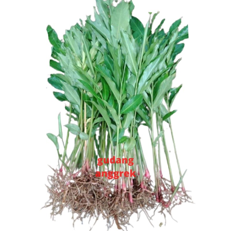 

bibit kapulaga berakar siap tanam