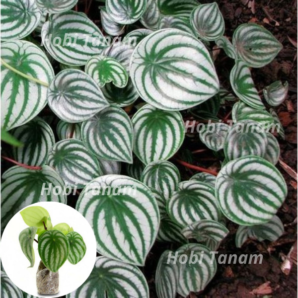 promo bibit PEPEROMIA ARGYREIA / bibit PEPEROMIA WATERMELON / bibit paperomia watermelon bibit peper