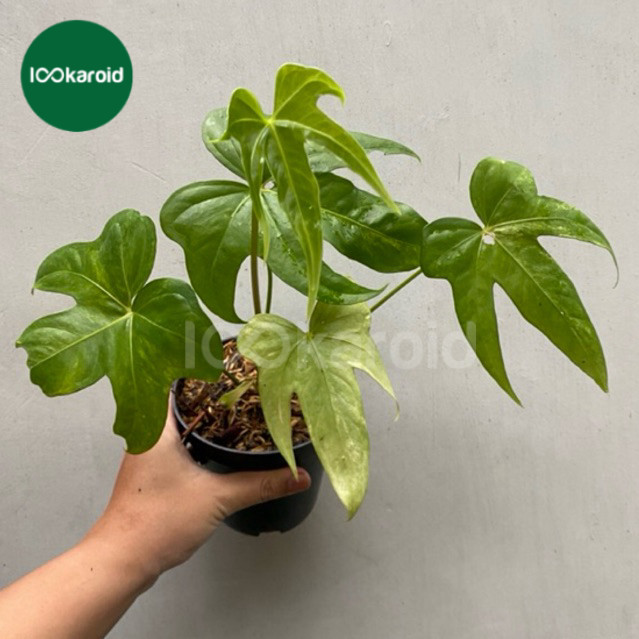 Tanaman Hias Anthurium Pedatoradiatum Variegata | Anthurium Jari Varigata