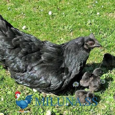 

FERTIL TELUR AYAM hias cemani lidah hitam siap ditetaskan - cemani